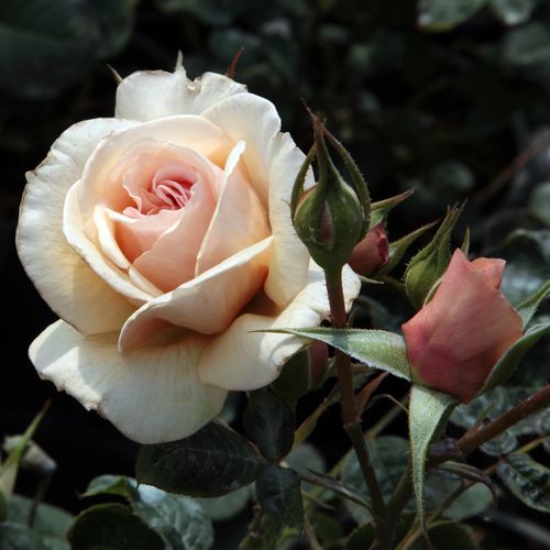 Rosa  Jelena™ - oranžová - Stromkové růže, květy kvetou ve skupinkách - stromková růže s keřovitým tvarem koruny